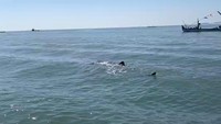 Ikan dengan ciri khas totol-totol putih di sekujur tubuhnya ini tidak takut mendekati perahu-perahu nelayan.