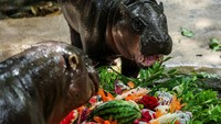 Kue ulang tahun dari buah dan sayur jadi santapan spesial Moo Deng bersama sang ibu, Jona. REUTERS/Chalinee Thirasupa