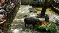 Moo Deng mencuri hati publik sejak kecil, kini ia tumbuh sehat dan makin menggemaskan. REUTERS/Chalinee Thirasupa
