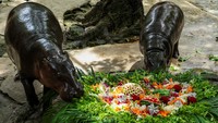 Moo Deng, kuda nil pygmy yang viral tahun lalu, rayakan ulang tahun pertamanya di Khao Kheow Open Zoo, Thailand, Kamis (10/7/2025). REUTERS/Chalinee Thirasupa