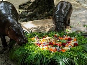 Pria Nyelonong Masuk Kandang Moo Deng, Langsung Ditangkap