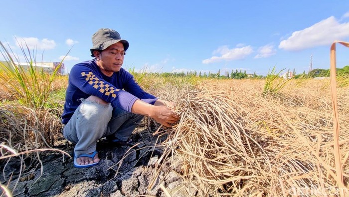 Lahan sawah yang terkena wereng di Ponorogo