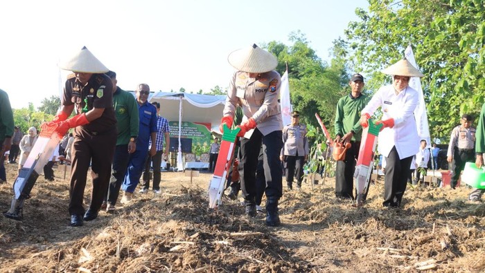 Penaman jagung dan pemberian bantuan pertanian di Bojonegoro.