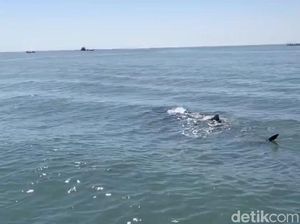 Video: Melihat Fenomena Kemunculan Hiu Tutul di Pasuruan