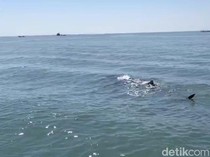Video: Melihat Fenomena Kemunculan Hiu Tutul di Pasuruan