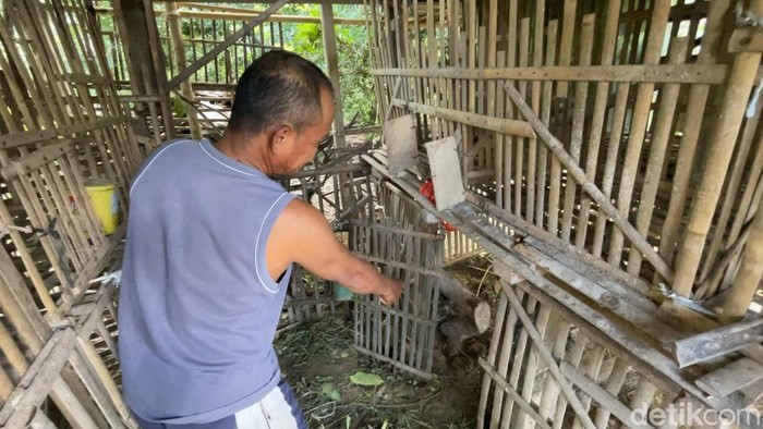 Salah satu peternak Mariman menunjukkan lokasi raibnya itik miliknya yang digondol anjing di Donomulyo, Nanggulan, Kulon Progo, Kamis (10/7/2025).