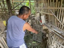 Warga Kulon Progo Ungkap Teror Suara Misterius Jelang Ternaknya Mendadak Mati