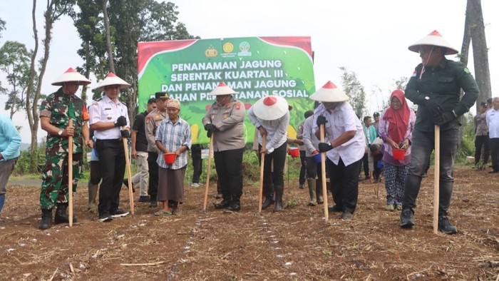Kapolres Pasuruan AKBP Jazuli Dani Iriawa menanam jagung bersama berbagai pihak dan mahasiswa di lahan Perhutani