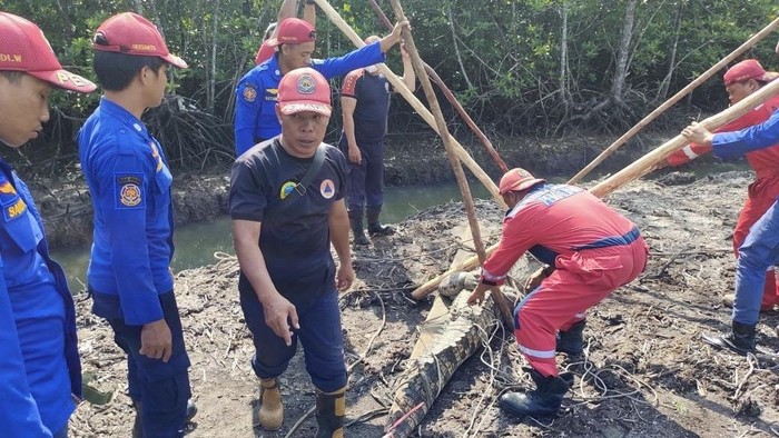 Proses evakuasi buaya 3,3 meter oleh tim gabungan.