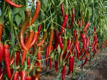 Kisah Perjalanan Cabe, Si Buah Berry Pedas yang Dicicipi Colombus