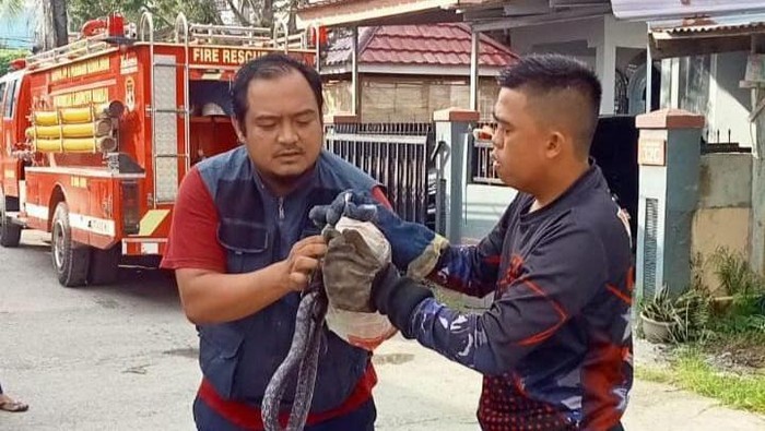 Seekor ular jali atau koros sepanjang 1 meter masuk ke kamar mandi rumah warga di Kabupaten Mamuju.