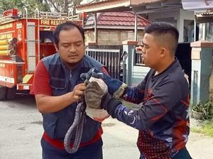 Ular Koros 1 Meter Masuk Kamar Mandi Rumah Warga Mamuju, Damkar Evakuasi