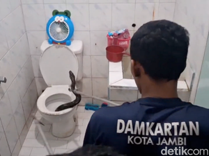 Video Ular Piton 2 Meter Muncul dari Kloset Rumah Warga di Jambi