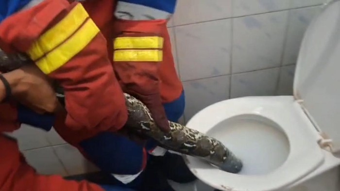 Ular piton 2 meter saat dievakuasi dari dalam toilet rumah warga Jambi.