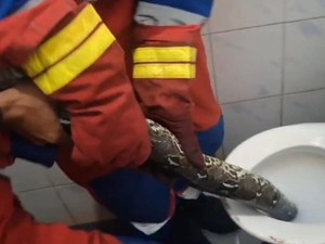 Momen Damkar Evakuasi Ular Piton 2 Meter dari Kloset Warga