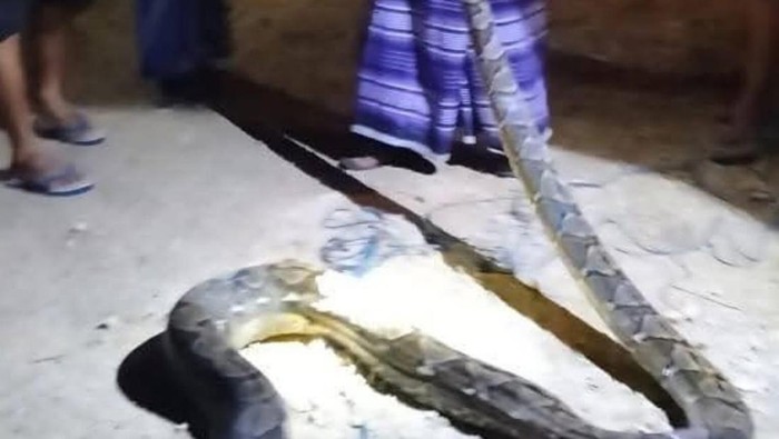 Seekor ular piton berukuran 7 meter muncul di Perumahan Erlangga, Kota Baubau, Sulawesi Tenggara.