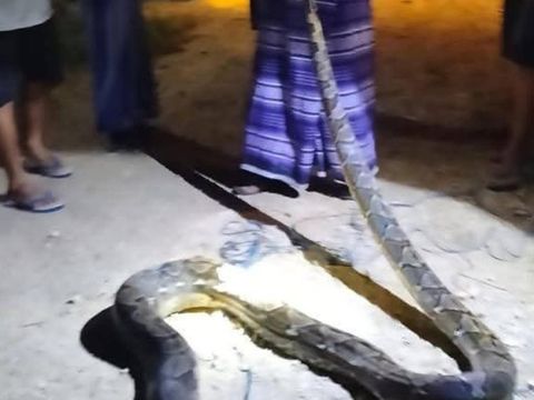 Seekor ular piton berukuran 7 meter muncul di Perumahan Erlangga, Kota Baubau, Sulawesi Tenggara.