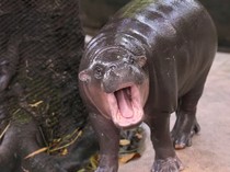 Dunia Hari Ini: Kuda Nil Moo Deng Merayakan Ulang Tahun Pertama