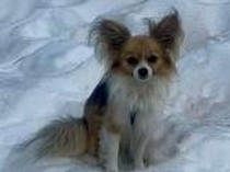 Anabul Lucu Jadi Penyelamat saat Majikan Terjatuh ke Celah Gletser di Swiss