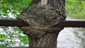 Karyanya mengubah lingkungan biasa menjadi pemandangan yang menyenangkan. Foto: Street Art Utopia