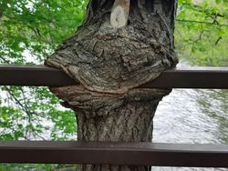 Begini Kalau Benda-benda Punya Mata, Lucu atau Seram?