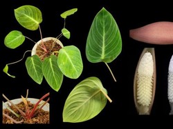 Profesor IPB Diabadikan Jadi Nama Tanaman Berdaun Unik