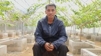 Sebuah greenhouse berdiam di sana, tempat tumbuhnya sederet pohon anggur yang mulai merambat naik dengan batang tanaman membesar. Satu dua pohon mulai berbuah, sebagian lagi sudah dipanen beberapa waktu lalu.