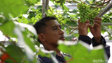 Merangkai Mimpi di Kebun Anggur
