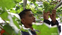 Lucky Fransiska tampak berkomunikasi dengan tanamannya. Memotong dahan yang memanjang, membuang buah anggur yang bergerombol terlalu banyak hingga memastikan asupan gizi dan nutrisi bagi tanaman.