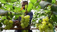 Perawatan relatif mudah. Bisa berbuah terus selama puluhan tahun, kata Lucky di kebun anggurnya, Desa Pabuaran, Kemang, Bogor.