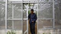 Ia merogoh kocek sekitar Rp 120 juta untuk modal awal. Dia gunakan untuk sewa lahan dan membangun greenhouse 145 m2, membeli bibit dan alat pendukung lain. Tantangan terbesar adalah cuaca. Beberapa hari ini curah hujan tinggi. Anggur ini butuh sinar matahari cukup lama, 8 jam. Kalau curah hujan terlalu tinggi, proses fotosintesisnya makin rendah. Ke depan saya mau mengembangkan hidroponik buah melon, ucap Lucky optimis.