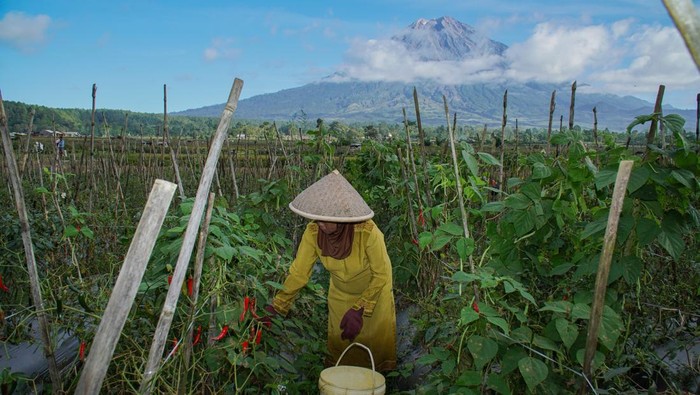 Penurunan produksi pertanian kaki Semeru dampak anomali cuaca Foto udara petani memanen cabai di lahan pertanian Desa Supiturang, Kecamatan Pronojiwo, Lumajang, Jawa Timur, Jumat (11/7/2025). Sejumlah lahan pertanian cabai dan tomat di kaki Gunung Semeru tersebut mengalami penurunan produksi dengan perbandingan per 1000 meter persegi hanya menghasilkan 200 kilogram dari produksi normal 500 kilogram per musim panen akibat tanaman rusak dampak anomali cuaca kemarau basah. ANTARA FOTO/Irfan Sumanjaya/foc.