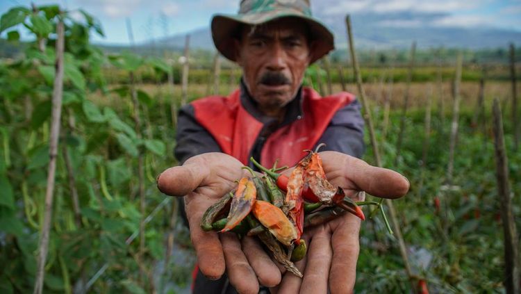 Anomali Cuaca, Produksi Cabai di Kaki Semeru Menurun