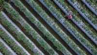 Foto udara petani memanen cabai di lahan pertanian Desa Supiturang, Kecamatan Pronojiwo, Lumajang, Jawa Timur.  Foto: ANTARA FOTO /Irfan Sumanjaya