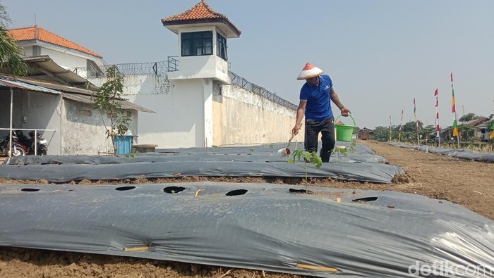 Di balik sangarnya jeruji besi, ternyata narapidana di Lapas Indramayu bercocok tanam.