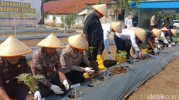 Di balik sangarnya jeruji besi, ternyata narapidana di Lapas Indramayu bercocok tanam.