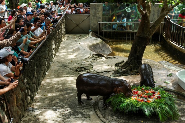 People take pictures and watch Moo Deng, a one-year-old female pygmy hippo who became a viral internet sensation last year, celebrating her first birthday as she eats fruits and vegetables cake with her mother Jona, at Khao Kheow Open Zoo in Chonburi province, Thailand, July 10, 2025. REUTERS/Chalinee Thirasupa