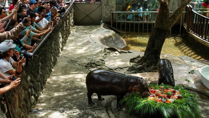 Kuda Nil Kerdil Viral Moo Deng Rayakan Ulang Tahun Pertama, 12 Ribu Orang Datang