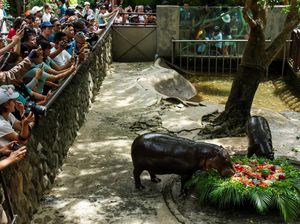 Kuda Nil Kerdil Viral Moo Deng Rayakan Ulang Tahun Pertama, 12 Ribu Orang Datang