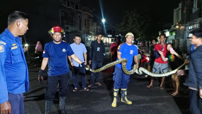 Seekor ular piton sepanjang 5 meter ditemukan bersembunyi di drainase permukiman warga di Kota Parepare, Sulawesi Selatan (Sulsel).