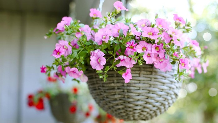 11 Bunga yang Bisa Tumbuh Subur di Dalam Pot, Bikin Halaman Rumah Makin Cantik