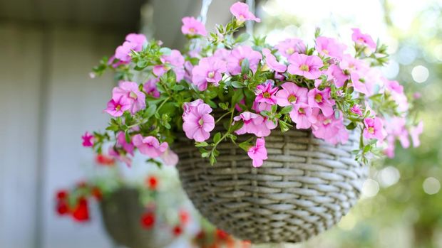 Bunga Petunia di pot