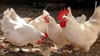 Ada satu jenis ayam asal Perancis yang diunggulkan sebab dagingnya yang lembut. Ayam Bresse, namanya, diternak dengan ketat dengan harga mencapai Rp 2,4 juta per ekor. Foto: Resident