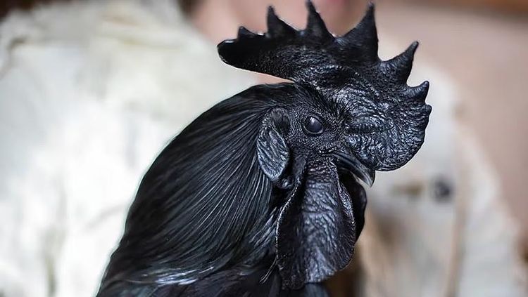 Juicy Pol! 10 Daging Terbaik di Dunia dari Ayam Cemani hingga Wagyu