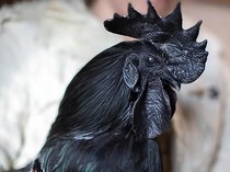 Juicy Pol! 10 Daging Terbaik di Dunia dari Ayam Cemani hingga Wagyu