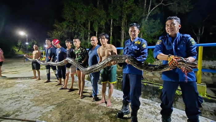 Damkar Palopo mengevakuasi ular piton sepanjang 6 meter.