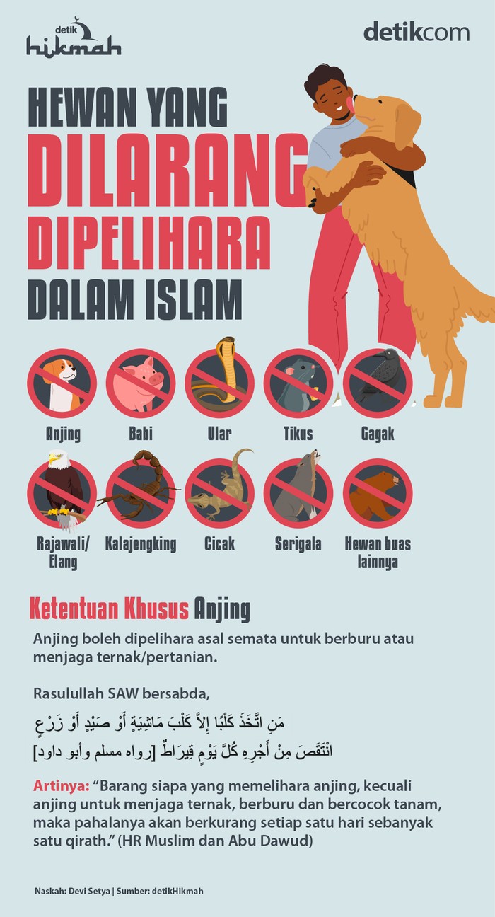 Infografis hewan yang dilarang dipelihara dalam Islam