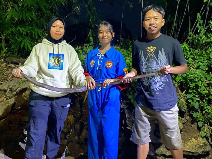 Rescuer Exalos Indonesia, Nining dan Hanum, menunjukkan ular kobra jawa di Desa Karangasem, Kecamatan Tanon, Kabupaten Sragen, Sabtu (12/7/2025).