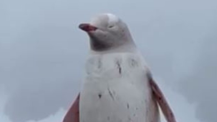Video: Kotoran Penguin Ternyata Punya Pengaruh ke Pembentukan Awan Lho