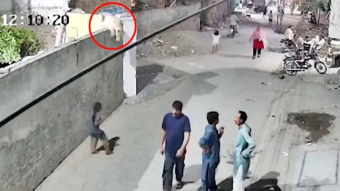 Singa Lepas dari Kandang Ilegal di Lahore, Pakistan dan menyerang warga lokal. Kejadian ini terekam CCTV yang sudah diamankan Kepolisian Lahore untuk pendalaman kasus.